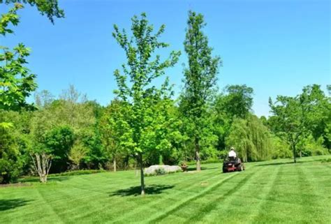 Floratam Grass Care: How To Water, Mow, And Fertilize This St.